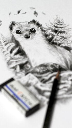 Drawing a stoat