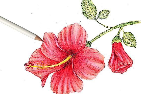 Draw a hibiscus flower 