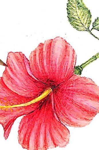 Fleur d'hibiscus coloriée avec beaucoup de détails, avec bouton et feuilles vertes, un crayon de couleur blanc met l'accent sur les pétales.